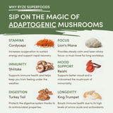 Mushroom Matcha (1 Pack - 30 Servings) - 183D