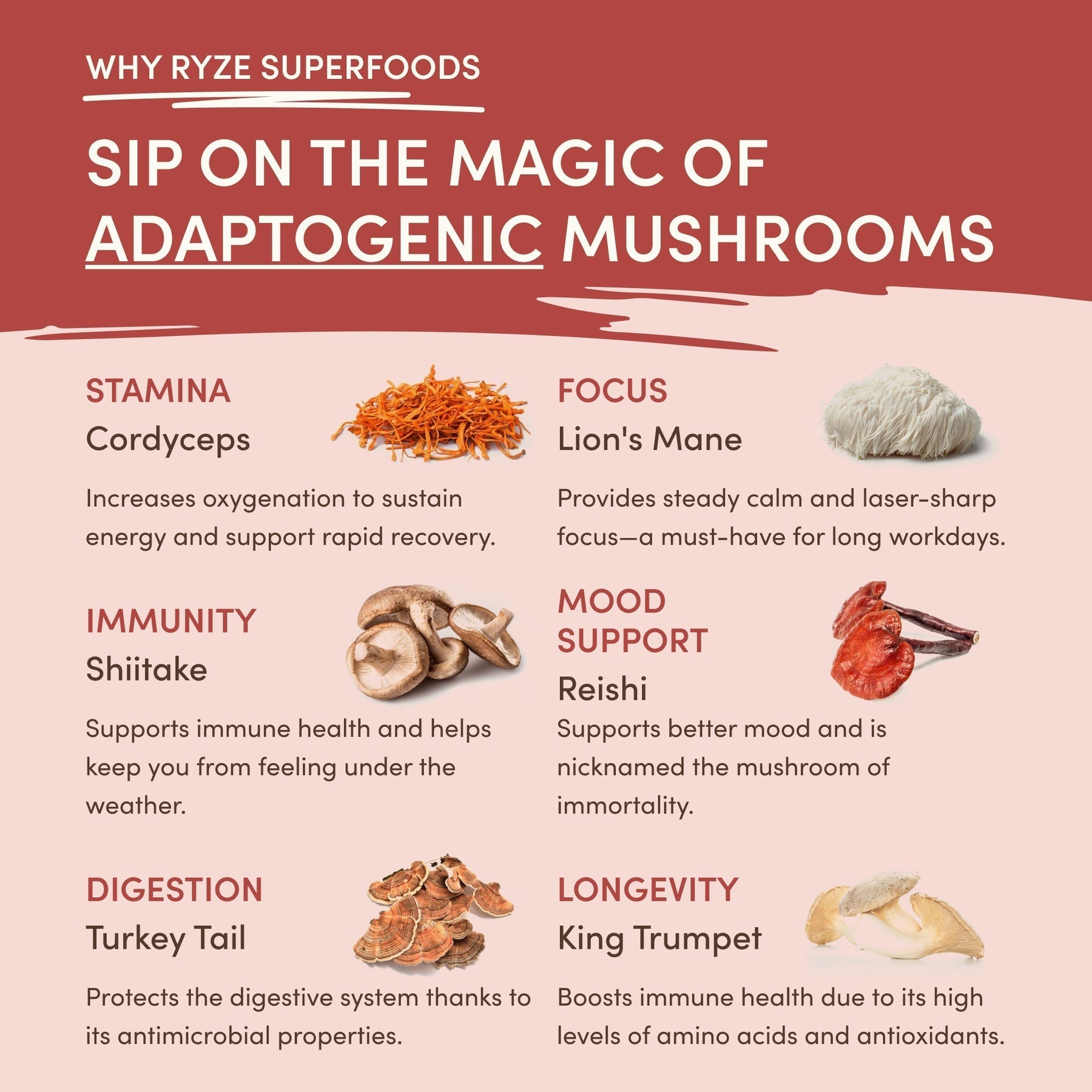 Mushroom Chai (1 Pack - 20 Servings) - NWXX